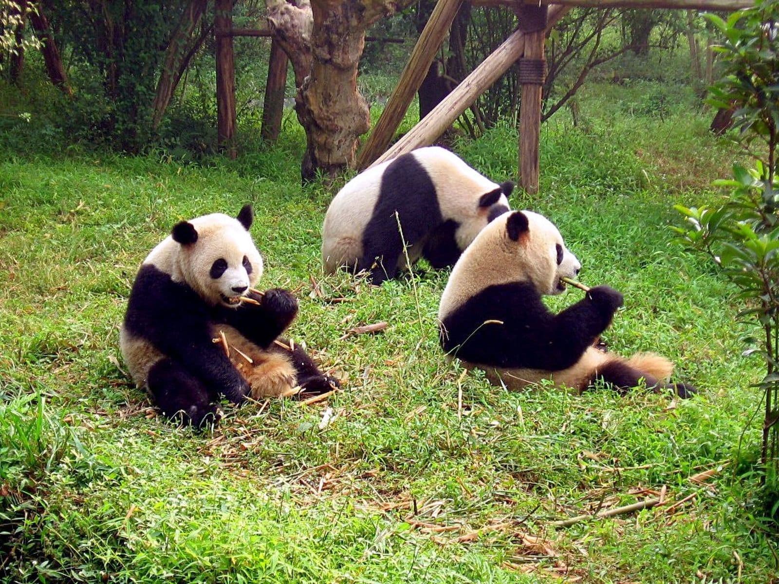 Giant pandas eating bamboo at the Chengdu Research Base of Giant Panda Breeding