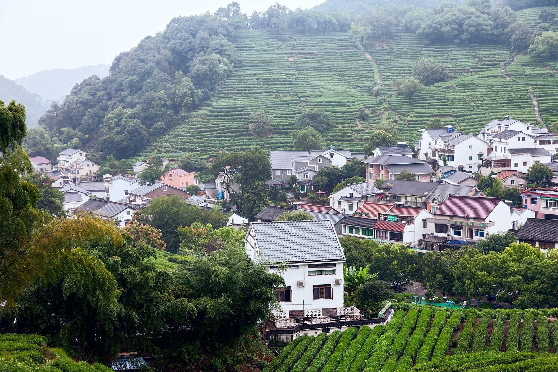 Longjing tea village in Hangzhou: terraced tea fields climbing a misty hillside above white village houses